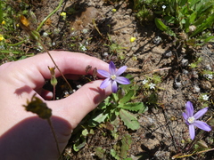 Brodiaea nana