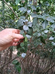 Triphasia trifolia