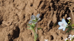 Nemophila menziesii integrifolia