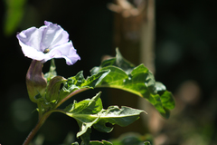 Datura stramonium