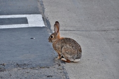 Sylvilagus audubonii