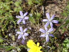 Brodiaea nana
