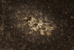 Barea eucapnodes