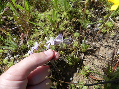 Brodiaea nana