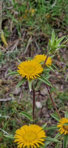 Spiny Starwort
