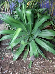Agave desmettiana