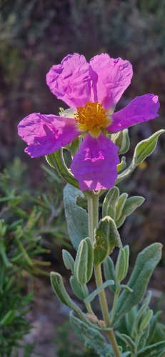 Grey-leaved Cistus