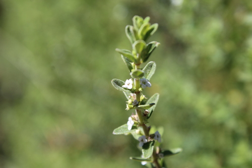 Clinopodium gilliesii