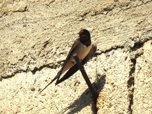Barn Swallow