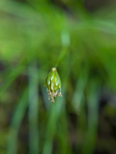 Juncus potaninii iNat (2)