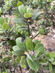 Arctostaphylos tomentosa