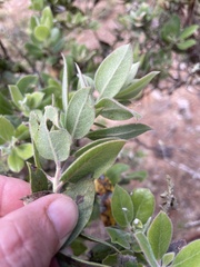 (c) Cricket Raspet, some rights reserved (CC BY) Arctostaphylos tomentosa, photograph (c) Cricket Raspet, some rights reserved (CC BY)