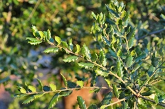 Quercus agrifolia