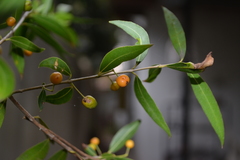 Blepharocalyx salicifolius