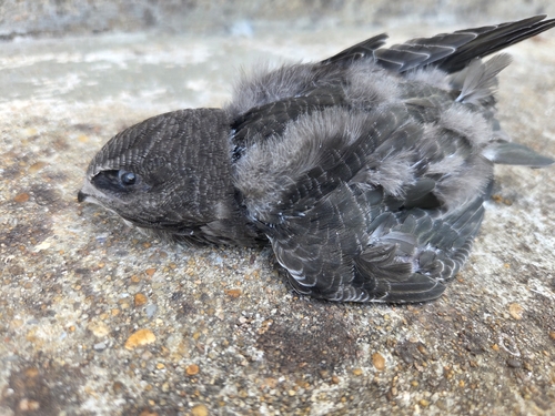Common Swift
