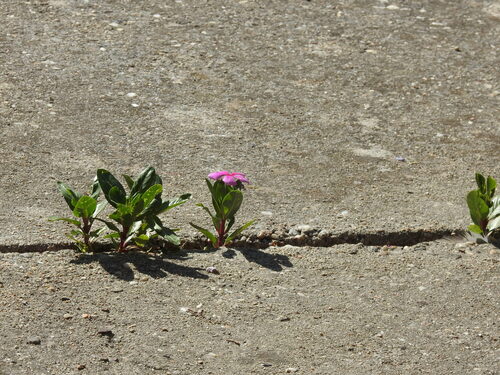 Madagascar Periwinkle