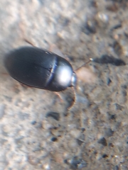 Gondwanocrypticus platensis