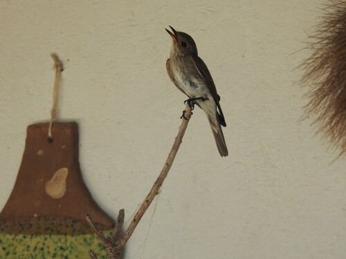 Spotted Flycatcher