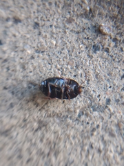 Gondwanocrypticus platensis