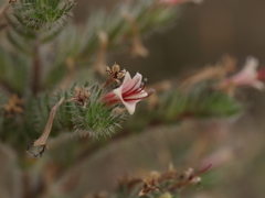 Echium boissieri