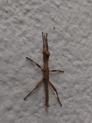 Hesperophasma