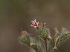 Echium boissieri