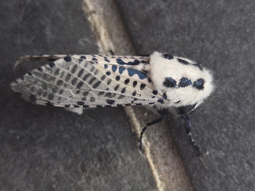 Wood Leopard Moth