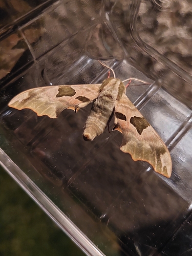 Lime Hawkmoth