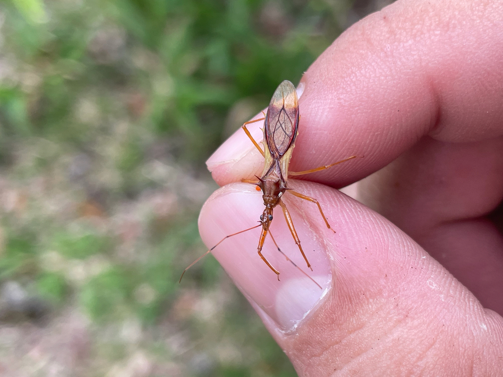Heza jamaicensis