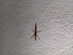 Hesperophasma