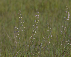 Thysanocarpus radians