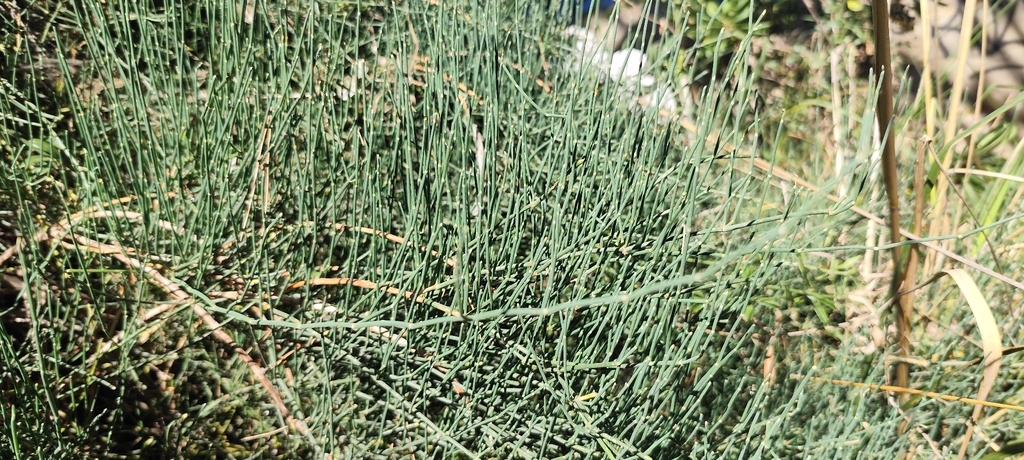 Ephedra fragilis; photograph (c) Santiago Martín-Bravo, some rights reserved (CC BY)
