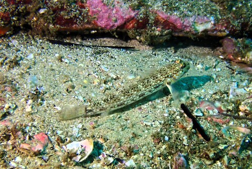 Istigobius hoesei observed 2026-06-22
