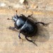 Anoplotrupes stercorosus - Photo (c) Martin Grimm,  זכויות יוצרים חלקיות (CC BY-NC), uploaded by Martin Grimm