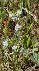 Micropus californicus