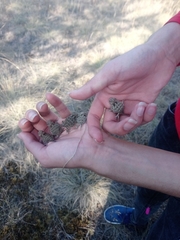 Phrynosoma orbiculare