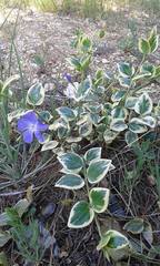 Magnoliopsida