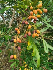 Simarouba