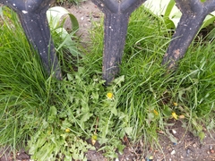 Taraxacum officinale