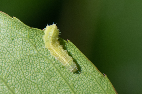 White-bowed Smoothwing photo 6