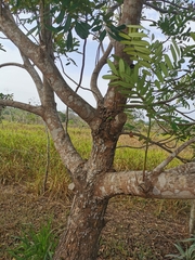Simarouba