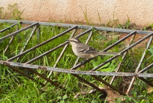 Chalk-browed Mockingbird