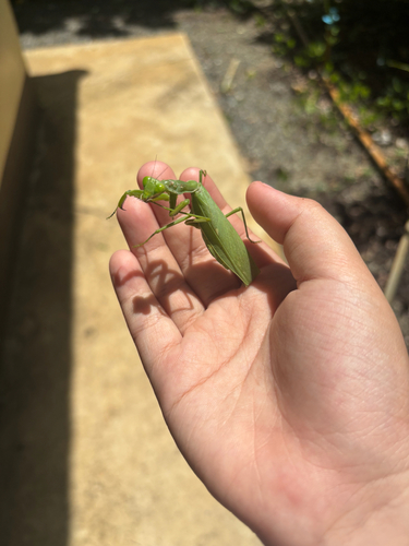 Giant Asian Mantis