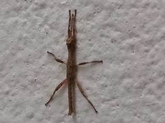 Hesperophasma