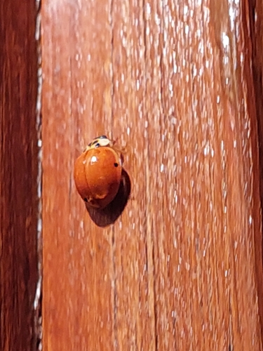 Asian Lady Beetle