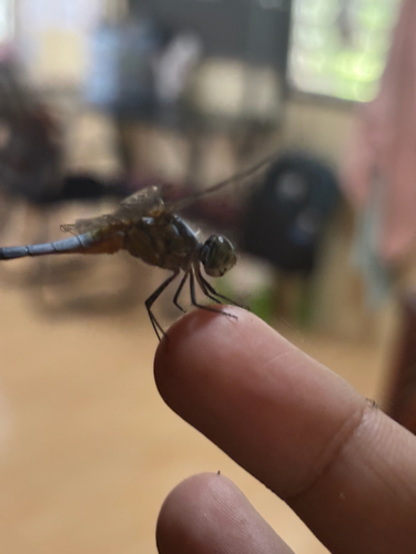 Oriental Blue Dasher
