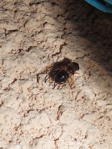 Common Drone Fly