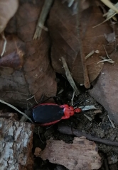 Rhiginia cinctiventris