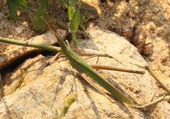 Acrida willemsei