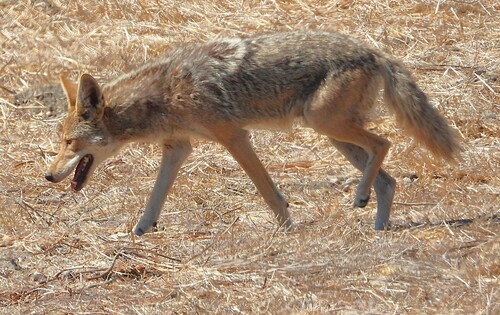 iNaturalist observation photo of Coyote